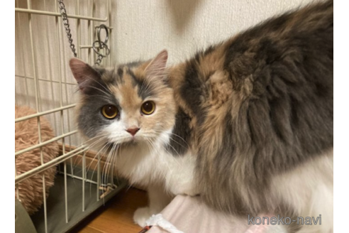 販売中のスコティッシュフォールド(折れ耳)の親猫